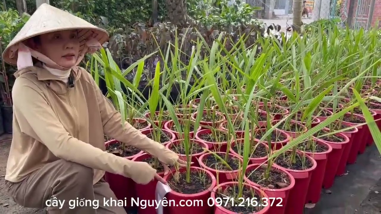  250 cây chà là cấy mô dòng cao cấp Dahan -Redojzy, về Phú Mỹ sau tết 2026!