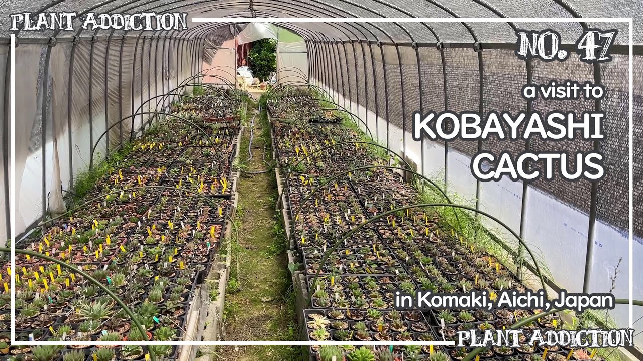小林カクタス | Kobayashi Cactus No.47
