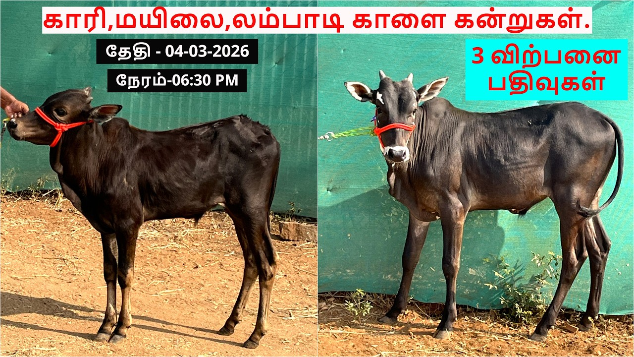 3-விற்பனை பதிவுகள்.காரி,மயிலை,லம்பாடி காளை கன்றுகள்.