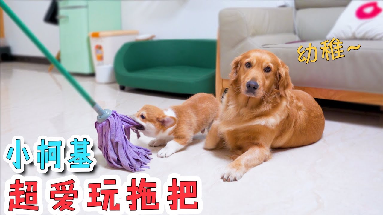 小柯基超级贪玩，逮到什么咬什么，金毛：像极了曾经的我！