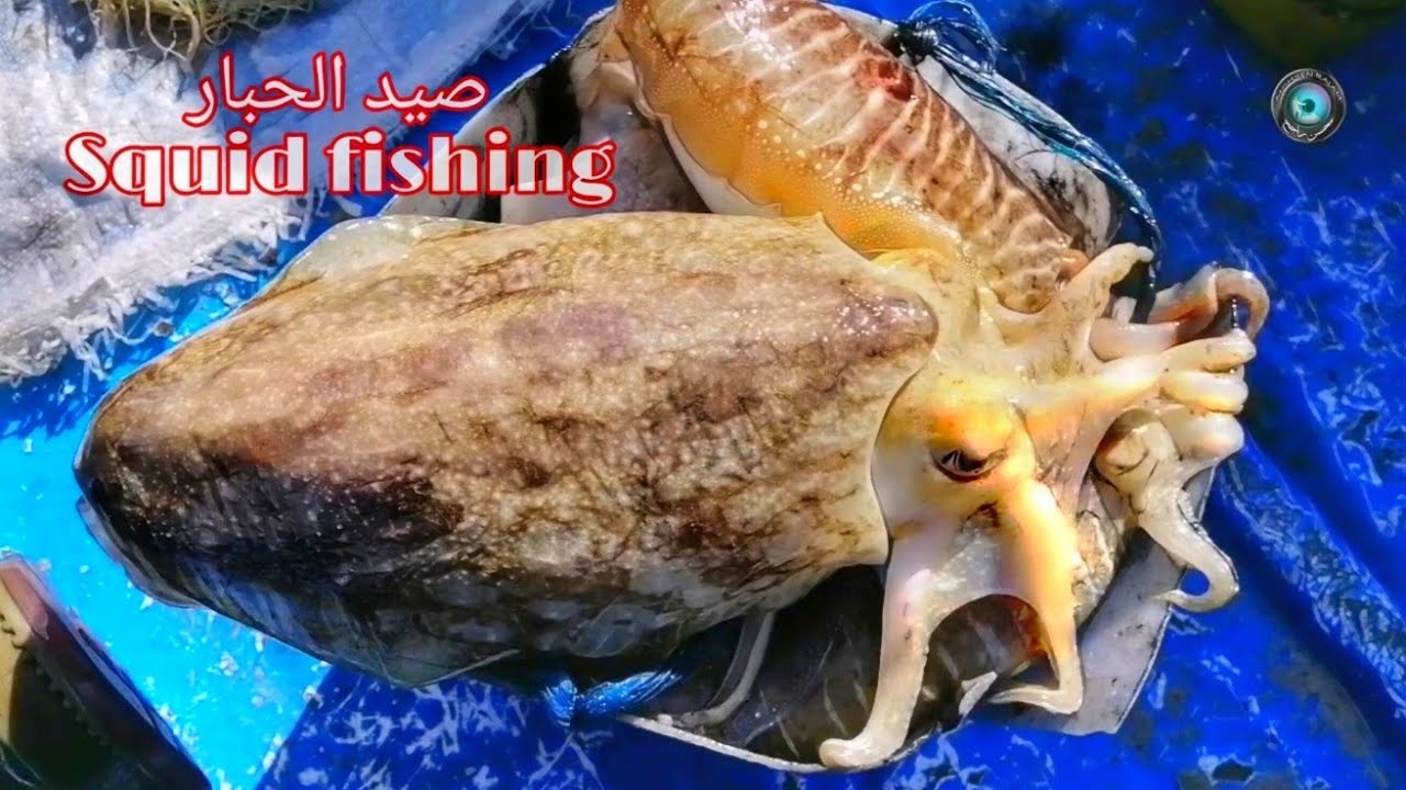 Squid fishing صيد الحبار بإستعمال الشباك
