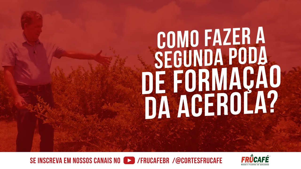 Como Fazer a Segunda Poda de Forma&ccedil;&atilde;o na Acerola?