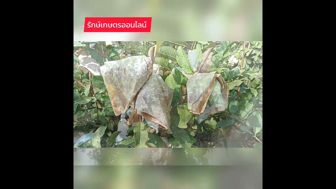 ฝรั่งสวนวราภรณ์...ผลไม้ทำเงินช่วงโควิด ขายออนไลน์ ราคาดีไม่มีตก