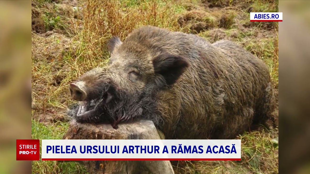 Ursul Arthur, ucis dintr-un singur foc. De ce nu-şi poate lua prinţul acasă macabrul trofeu