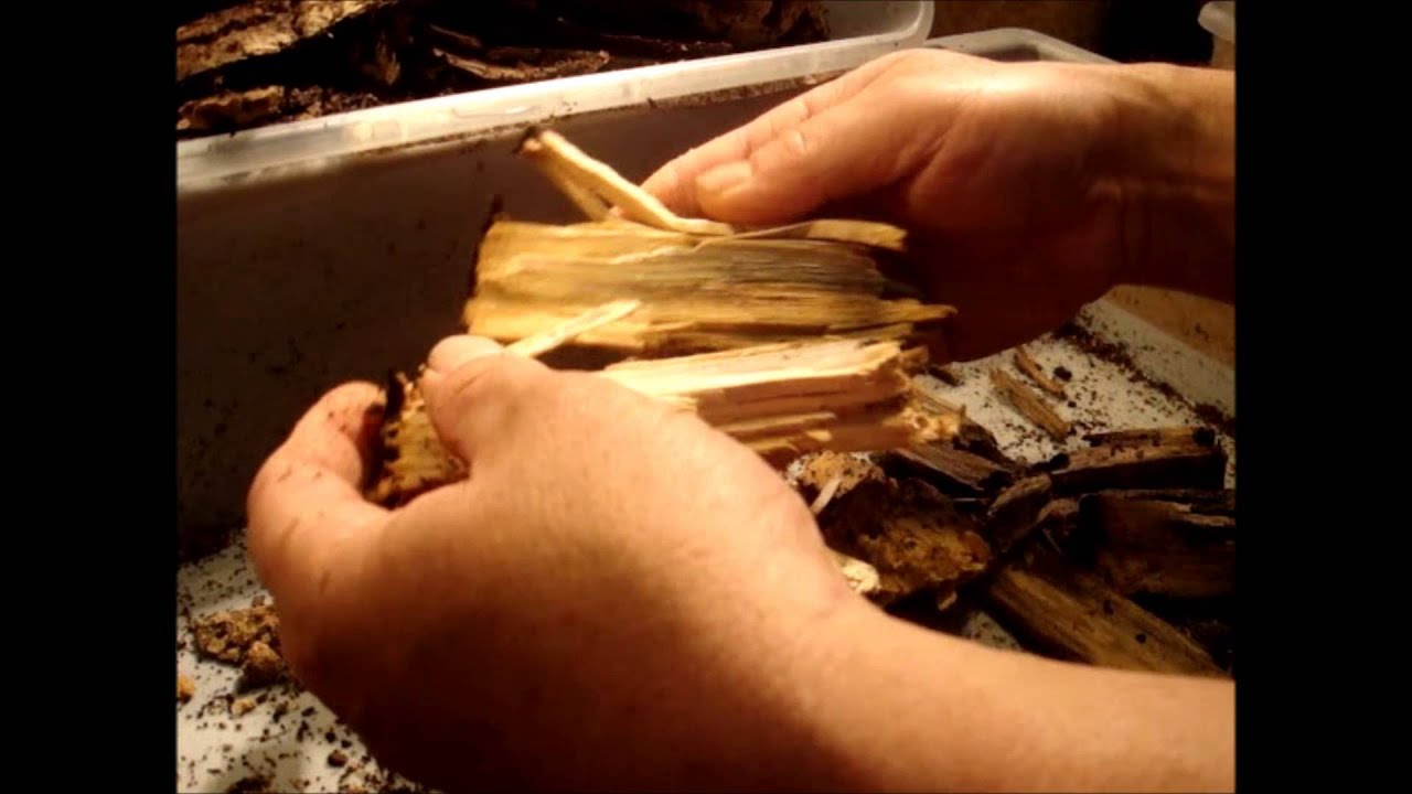Phalacrognathus muelleri - Retrieval of larvae from wood