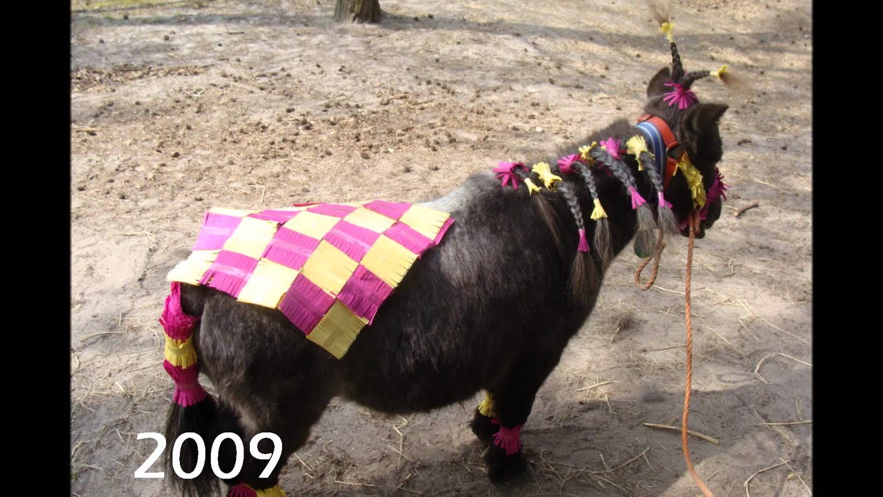 Britte 5x in Ponyparkcity, 2008, 2009, 2010, 2011 en 2012