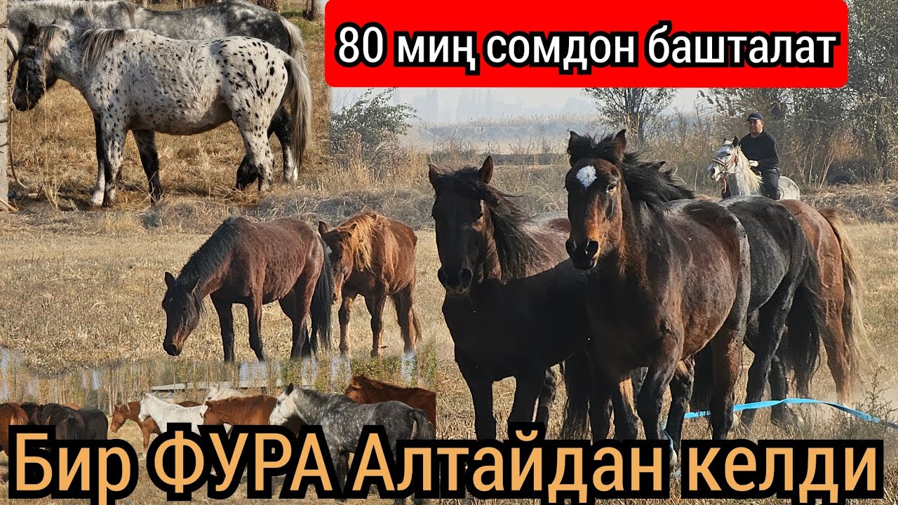  ФУРА ТОЛО ЖЫЛКЫ КЕЛДИ😱БААСЫ  80 миңден БАШТАЛАТ 