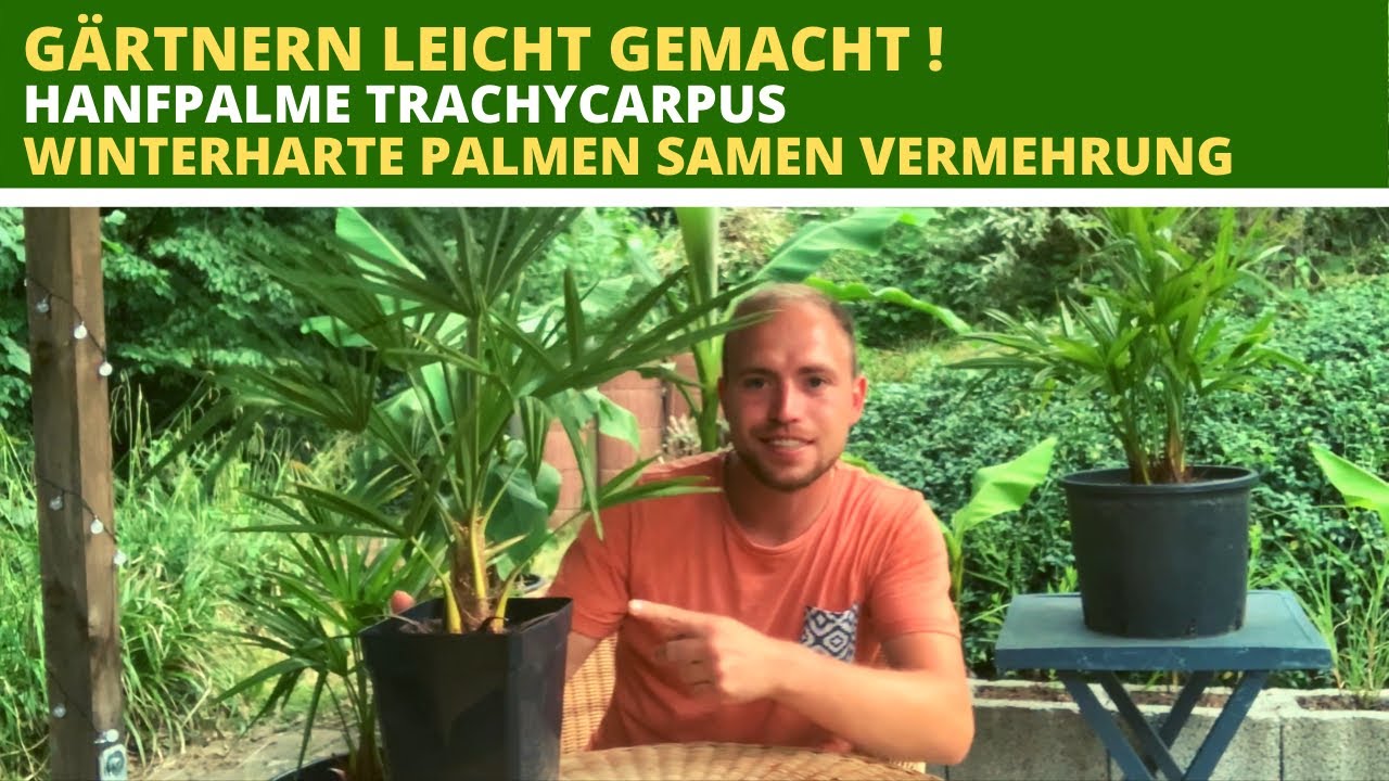 Hanfpalme Trachycarpus Winterharte Palmen aus Samen vermehren