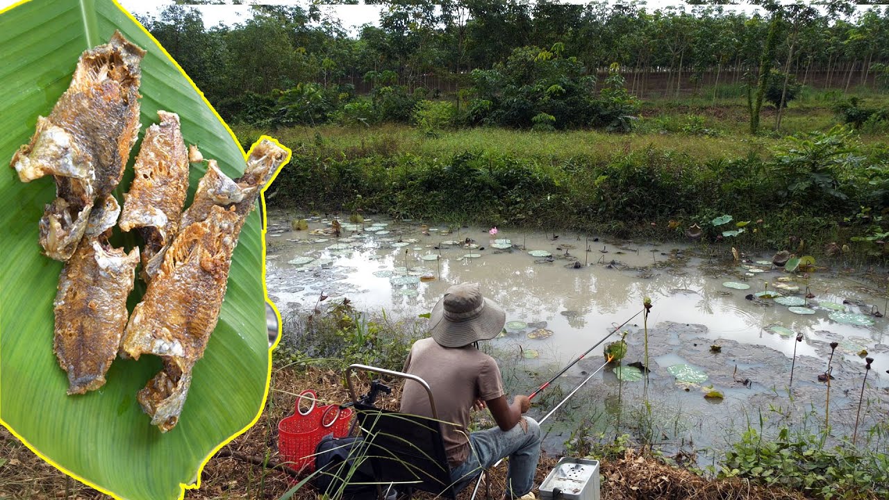 Câu cá rô đồng ao sen || cá rô chiên giòn cuốn bánh tráng ✅