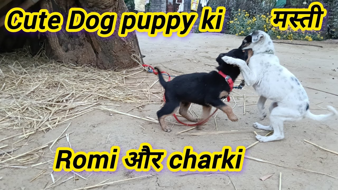 Cute Dogi puppy ki masti Romi aur charki ka 🐕🐶#dogpuppy #puppy #dogplaying #doglove @bhimoraonvlogs 