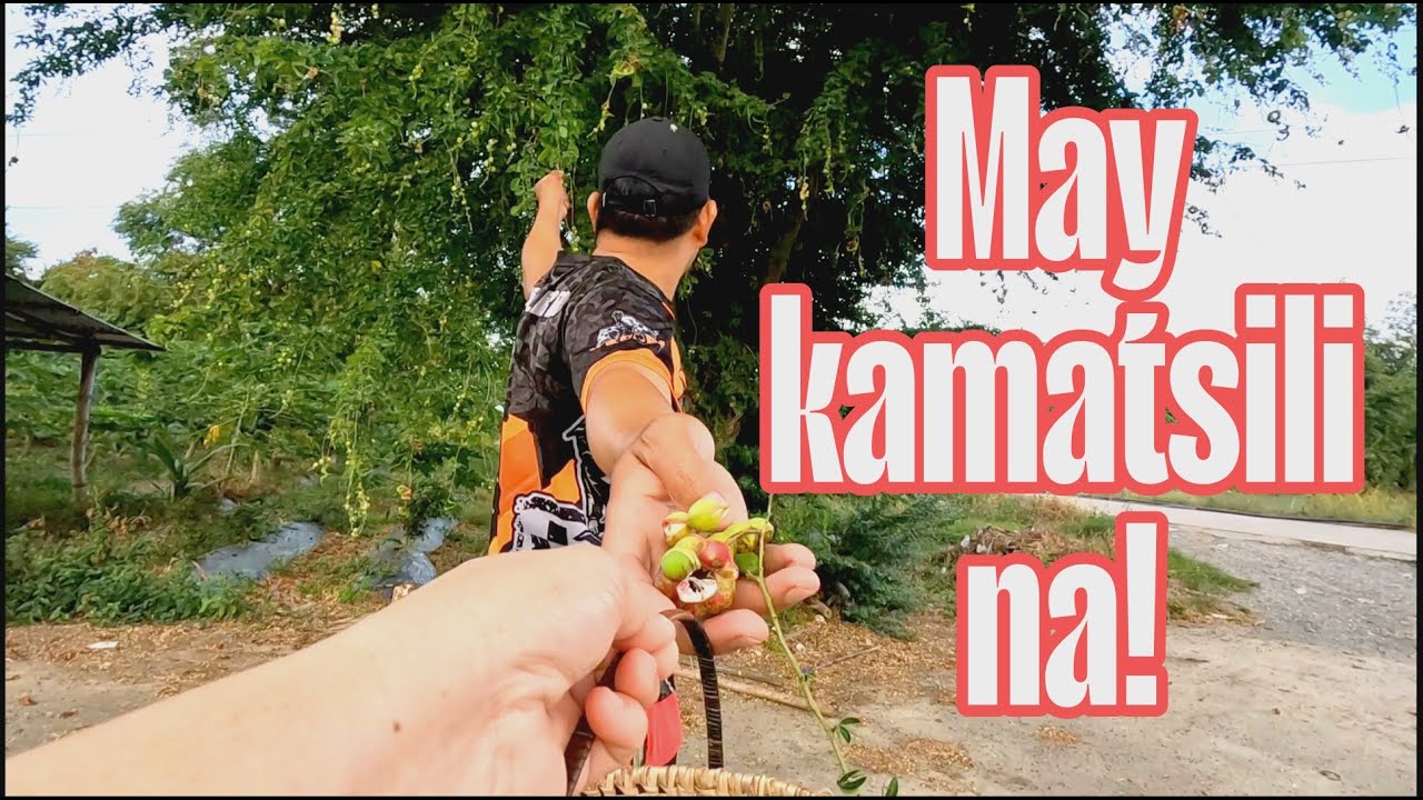 VLOG 577: MANUNGKIT TAYO NG KAMATSILI | BUHAY PROBINSIYA