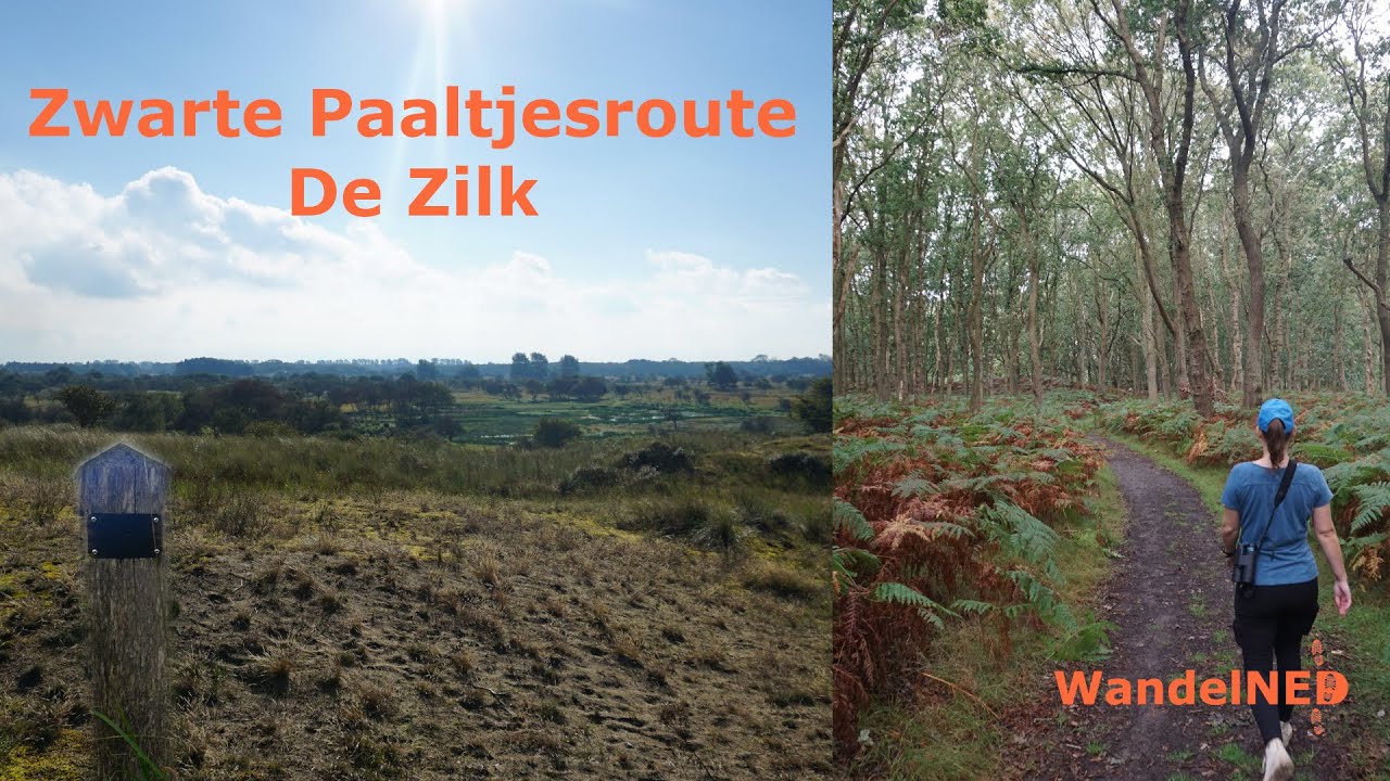 Zwarte Paaltjesroute Waterleidingduinen De Zilk | 9,3 KM | Damherten spotten in de duinen | #11