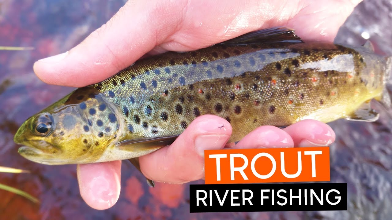 TROUT FISHING close to the border between Sweden and Norway