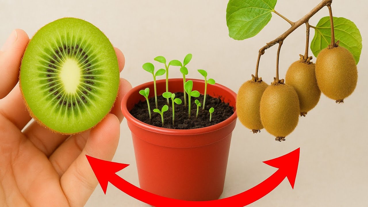 Como plantar Kiwi Em Casa Direto da Fruta 🥝