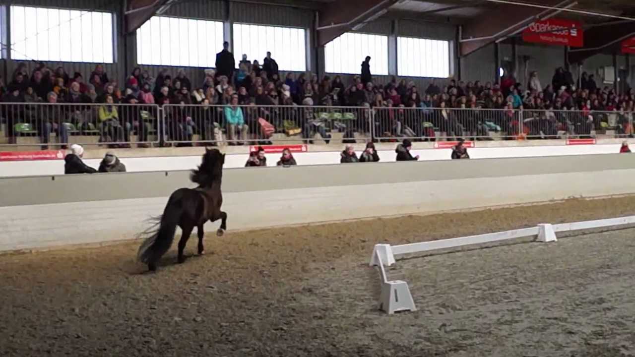 Hengstparade Lum&uuml;hlen 2013 Gimsteinn von der Fuchsfarm