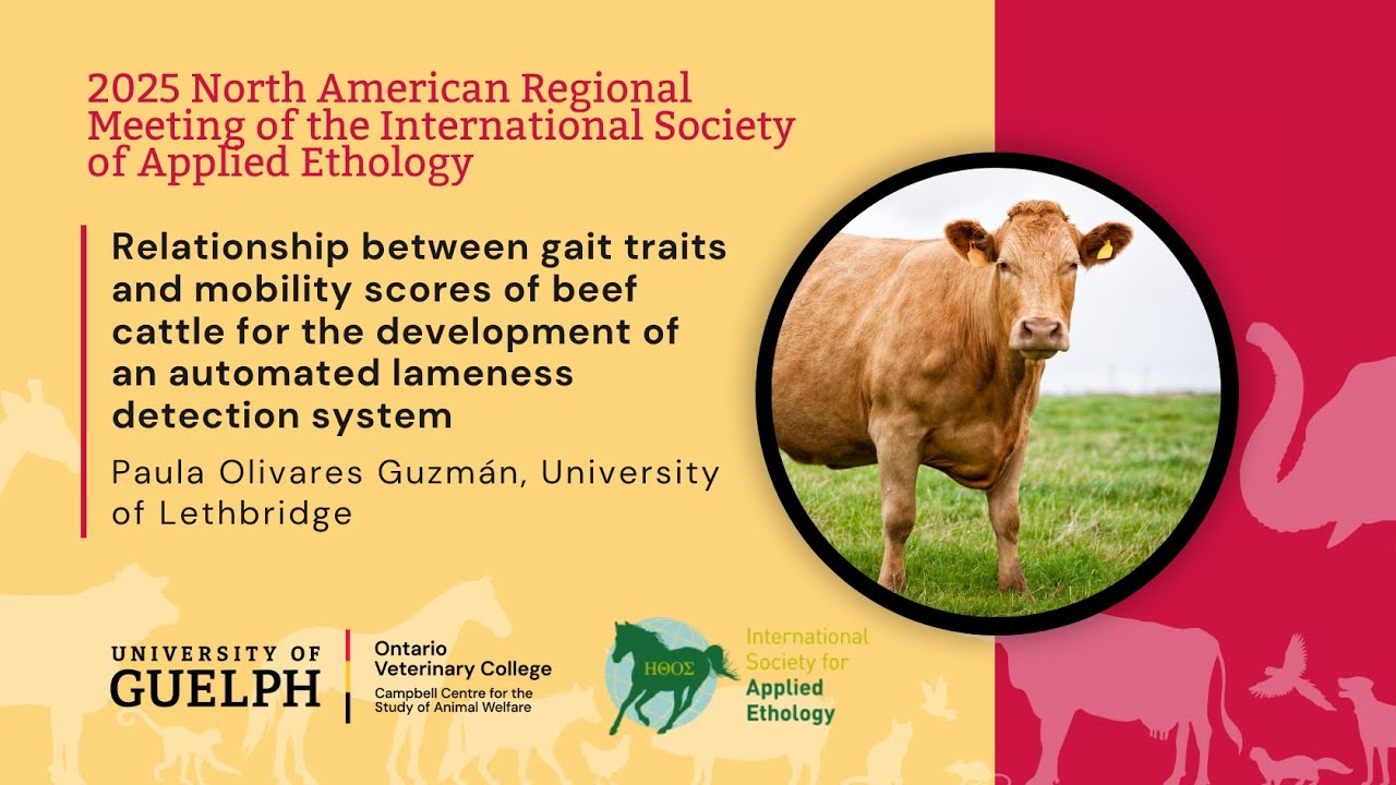 Relationship between gait and mobility scores of beef cattle to develop automated lameness detection