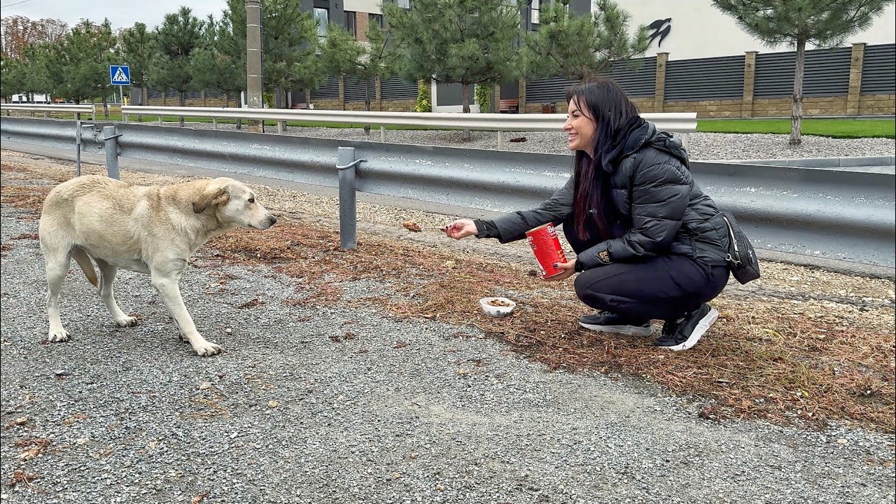 A Hungry Stray Didn’t Believe Anyone Would Help… Until This Moment