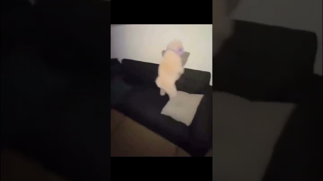 PARTY HARD #rave #memes #funny #shorts #youtubeshorts #viral #dog  #subscribe #trending #viralshorts