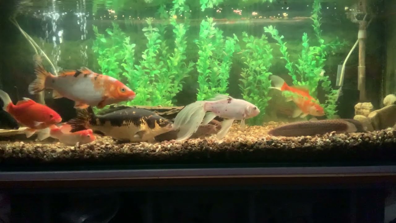 Goldfish Eating 