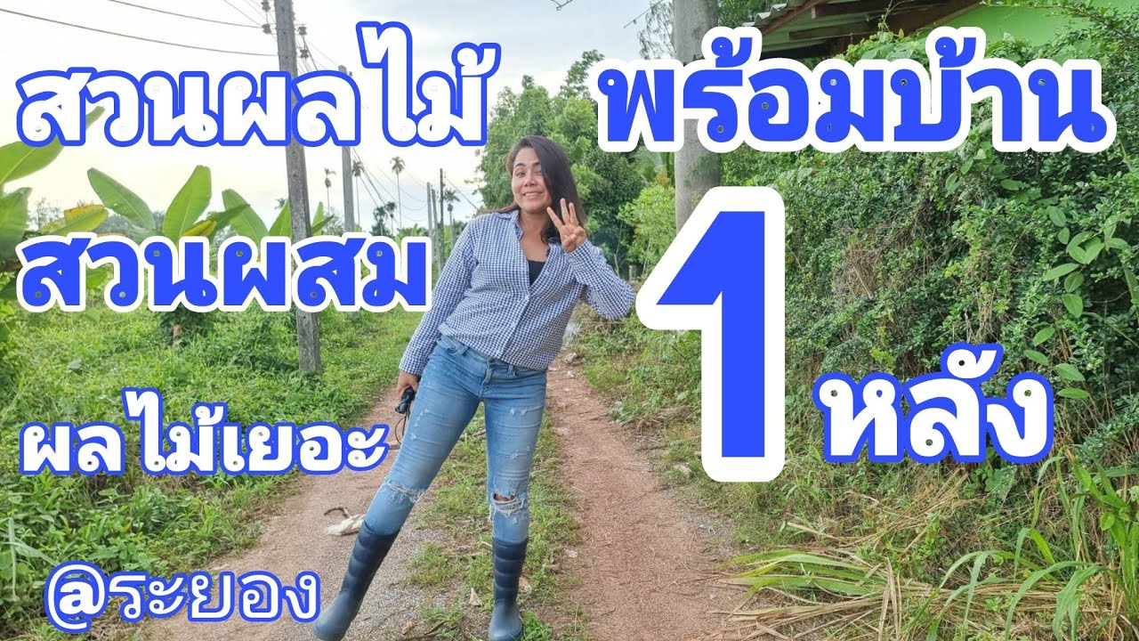 บ้านสวนผลไม้ระยอง[EP.698] ✅️ซื้อวันนี้ลดทันที 400,000บ. ทุเรียน มังคุด เงาะ ลองกอง ขนุน กระท้อน มะไฟ