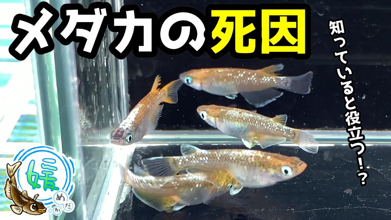 【メダカの死因TOP５】落ちる原因を知ることが対策につながる！？