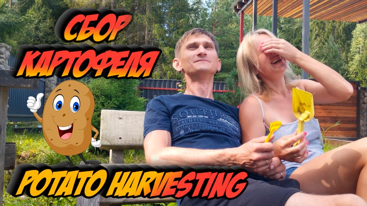 Сбор картофеля / potato harvesting #beautifulgirl #урожай #harvest #harvesting