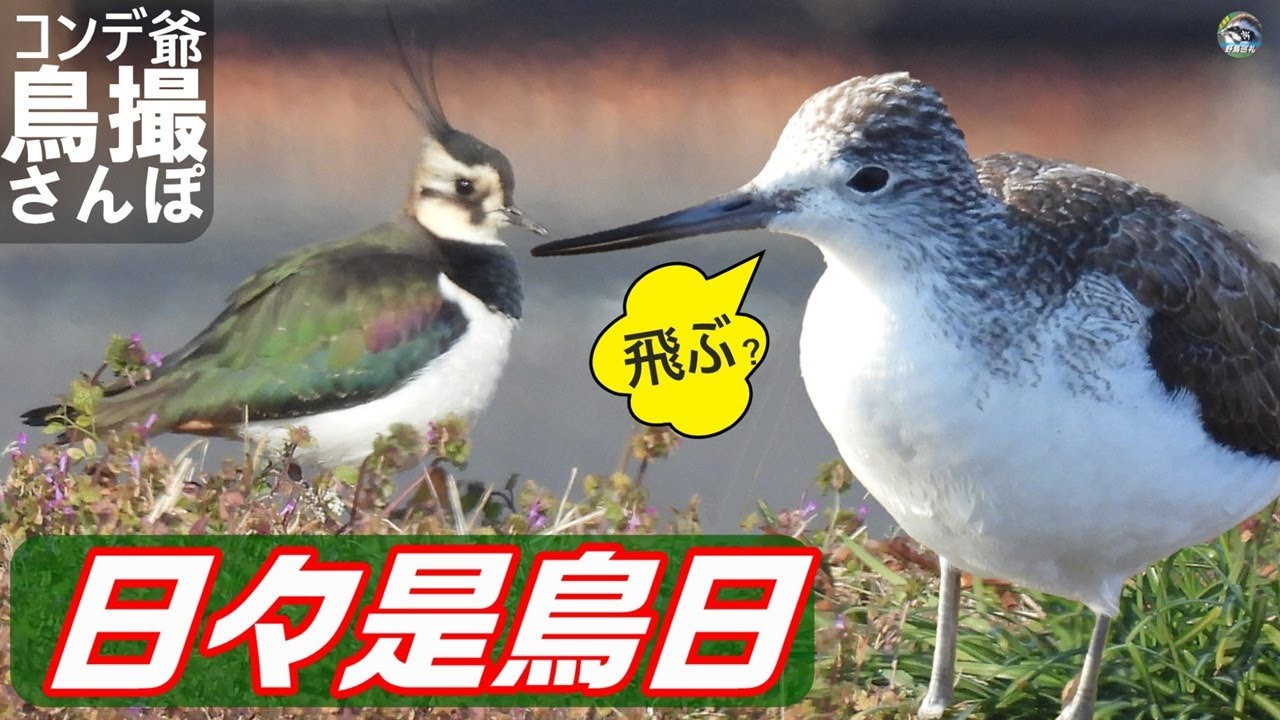 アオアシシギ旅の途中　タゲリの飛翔　日々是鳥日　北播磨には旨いもんあるで