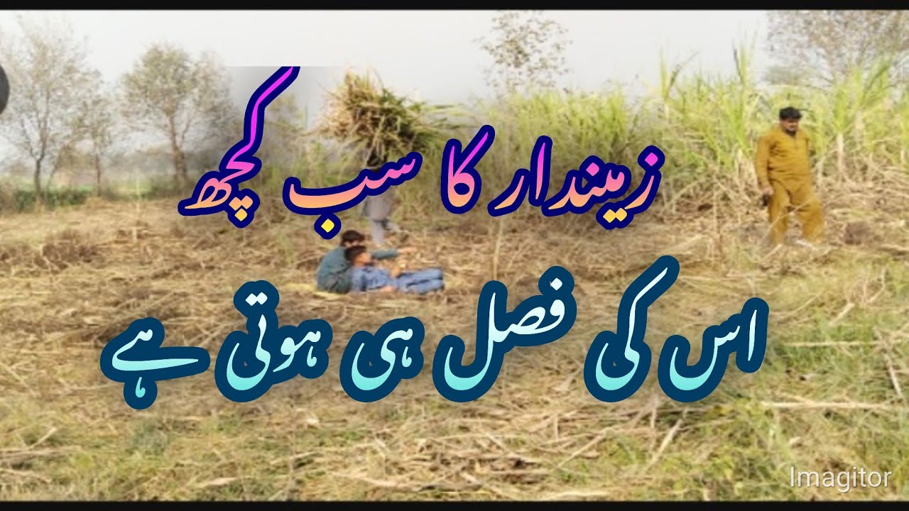 زمیندار کے سب کچھ اس کی فصل ہی ہوتی ہے#village #villagelife #vlog #lalapindwala 