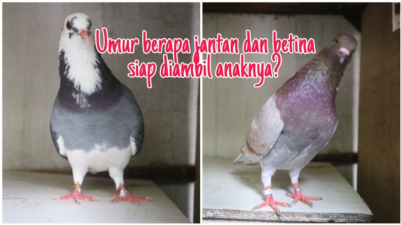 Umur Ideal Merpati Bagus Diambil Anaknya