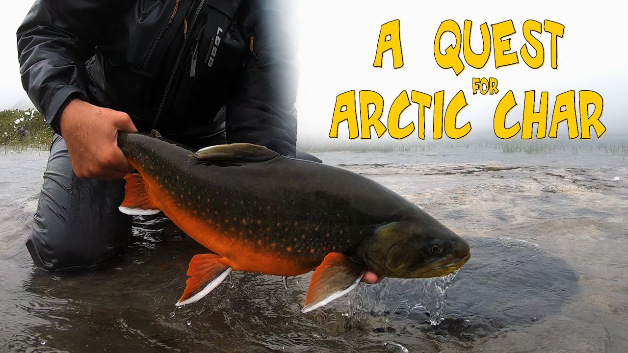 A quest for Arctic char (fly fishing Sweden)