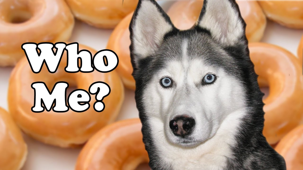 Shiloh, The Guilty Dog Who Couldn't Resist Krispy Kreme Doughnuts! Bad Dog!