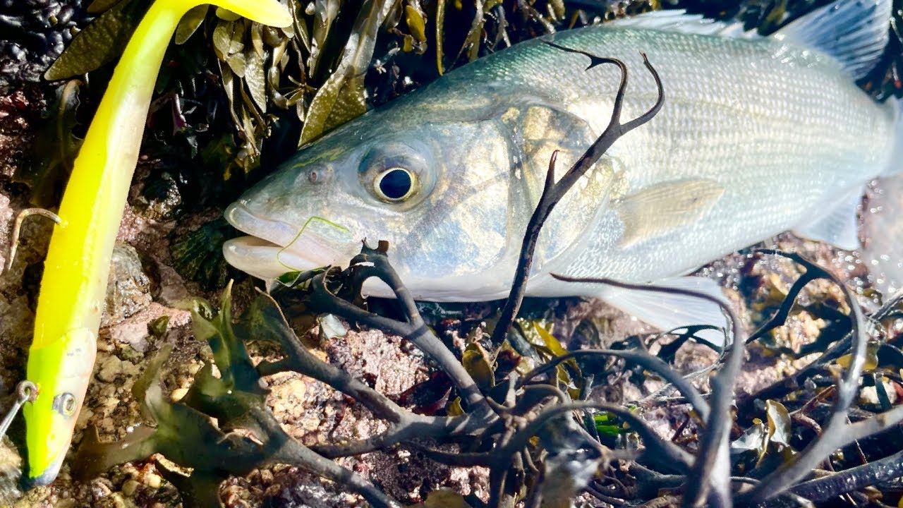 Bass fishing on the paradise island of Herm