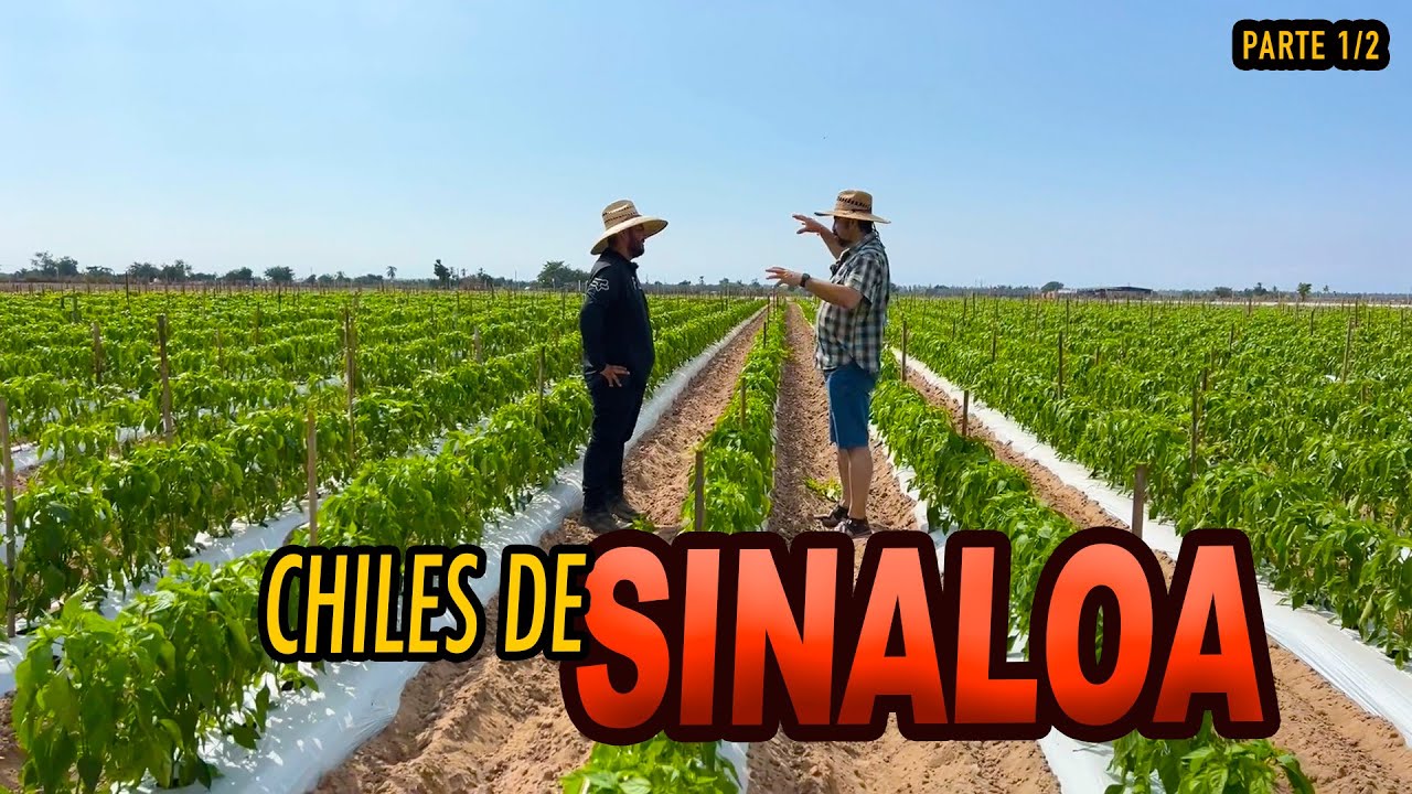 CONOCE LA BELLEZA de los chilares en SINALOA