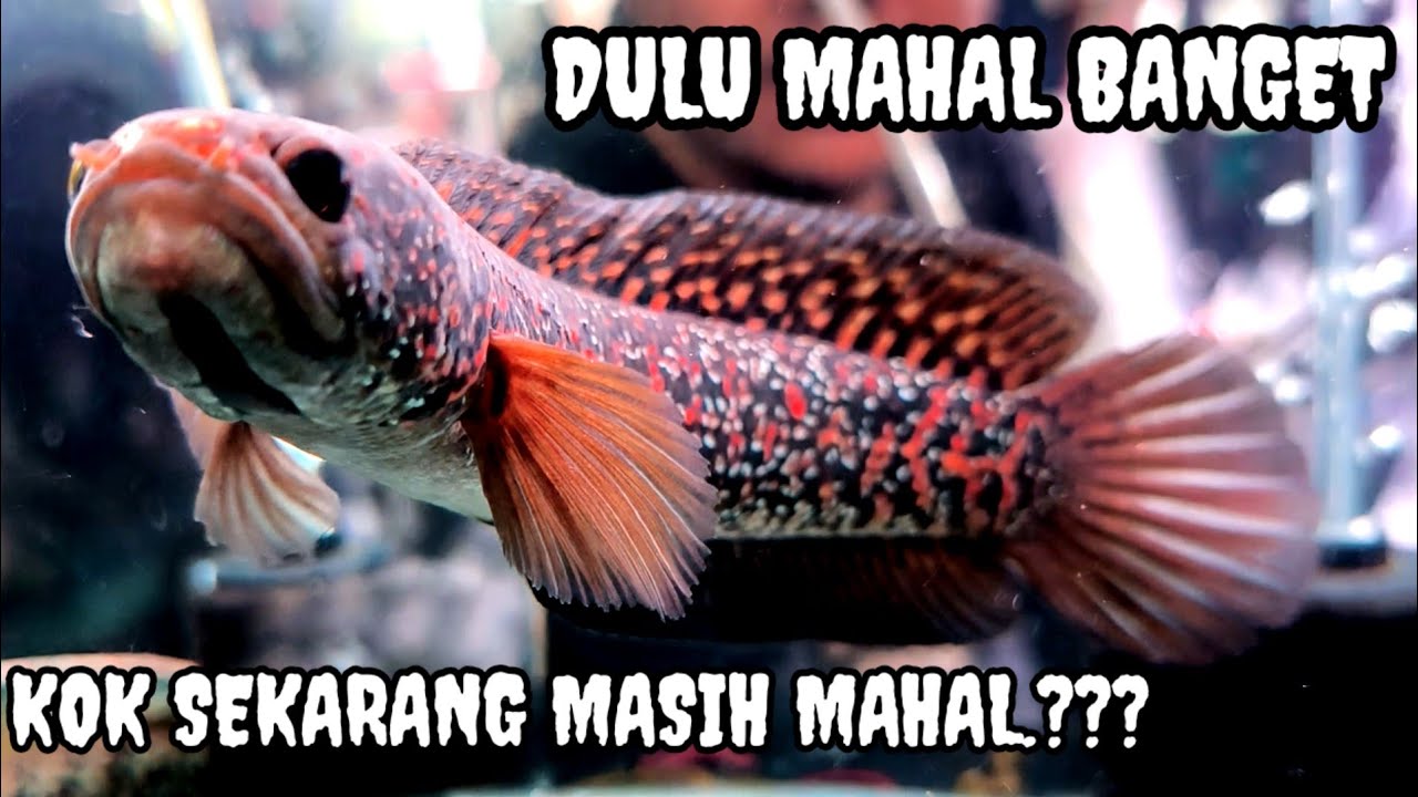 Update Harga Channa di pasar ikan hias jatinegara apakah makin murah ?