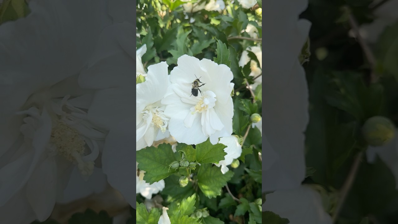 Slow-motion magic 🐝✨ Bees dance around a pure white Rose of Sharon 