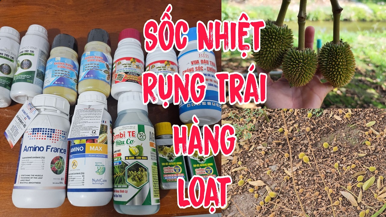 Cảnh Báo Rụng Trái Hàng Loạt Sốc Nhiệt Thời Tiết Bất Lợi. GIẢI PHÁP GIỮ TRÁI HẠN CHẾ RỤNG HÀNG LOẠT