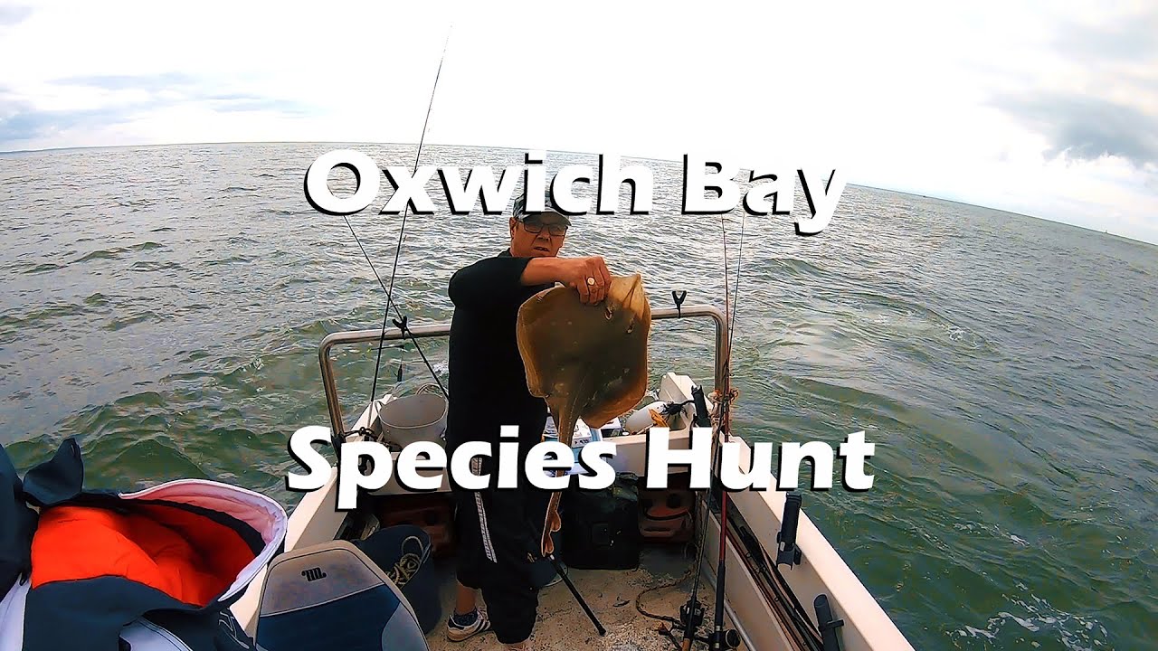 Oxwich Bay species hunt