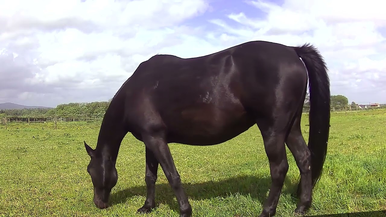 Friesians in the Sunshine | Peaceful Day at the Paddock