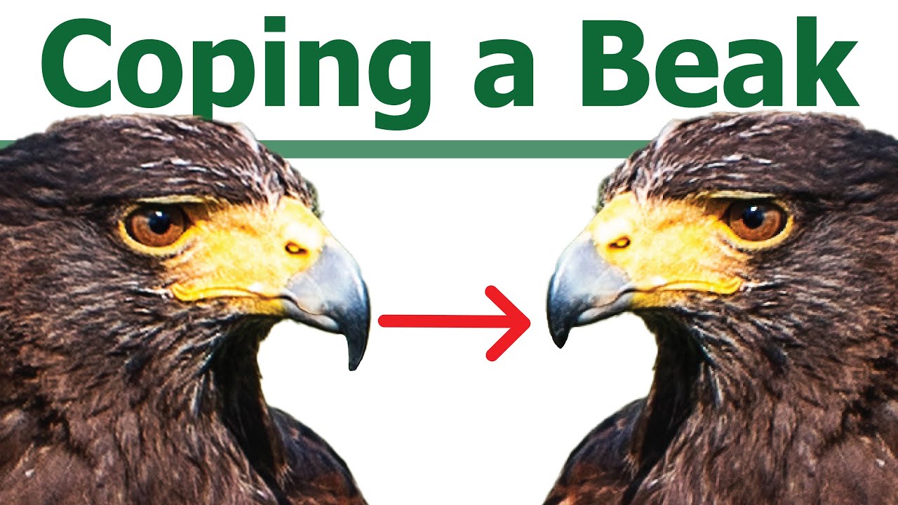 FIXING MY HAWKS BEAK