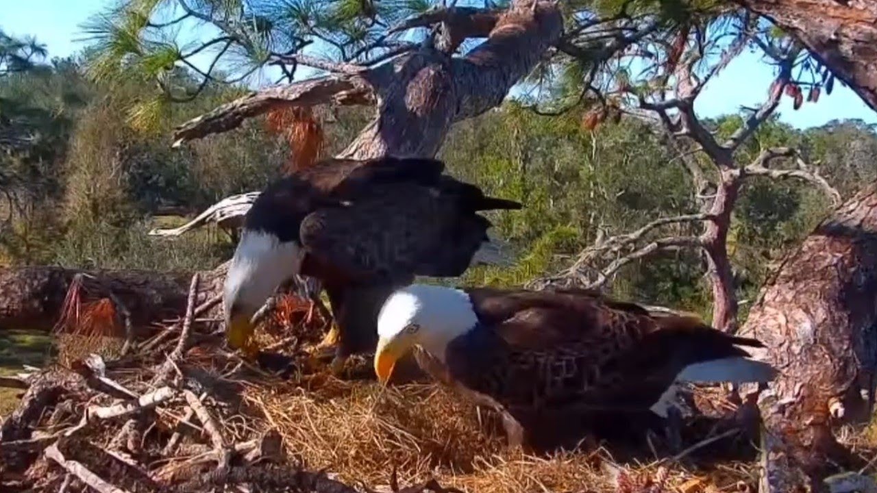 NestView Nature Live Stream