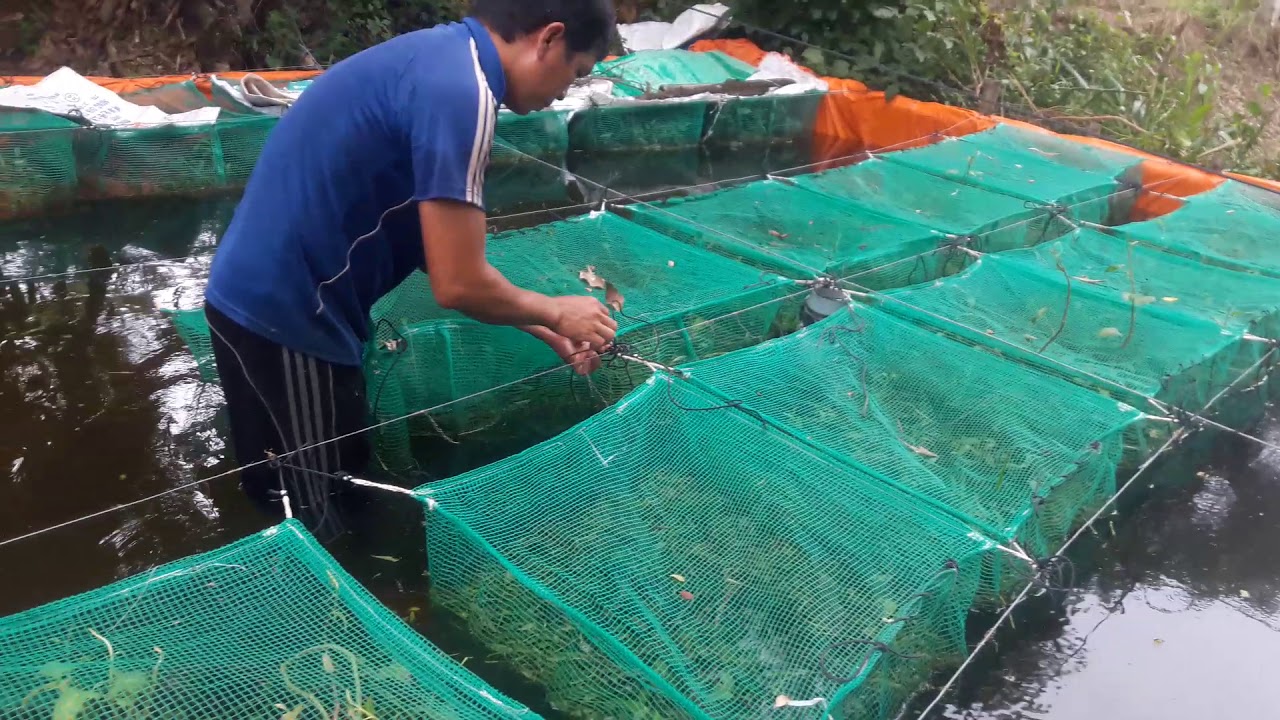 cá lóc giống trên bồn nha moi nguoi