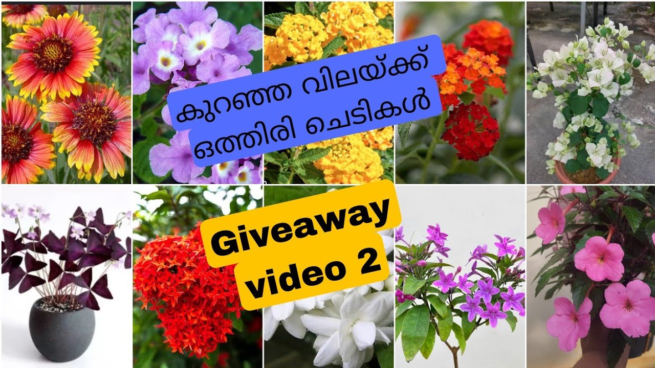 ഒത്തിരി ചെടികൾ വാങ്ങാം അതും ₹30 മുതൽ വേഗം വായോ
