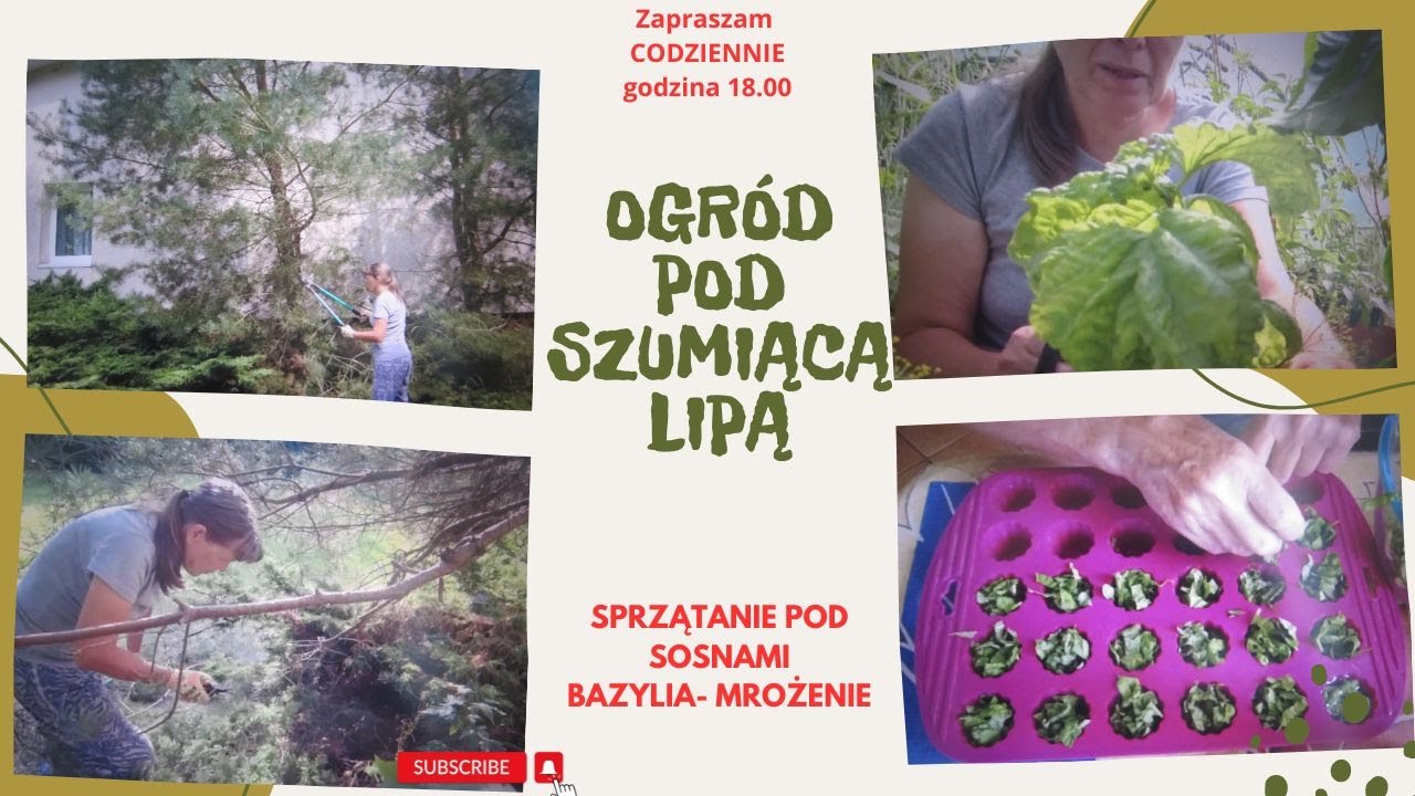 Codzienne życie na wsi - zbiór bazylii - jak mrożę bazylię, sprzątanie pod sosnami i co tam jeszcze