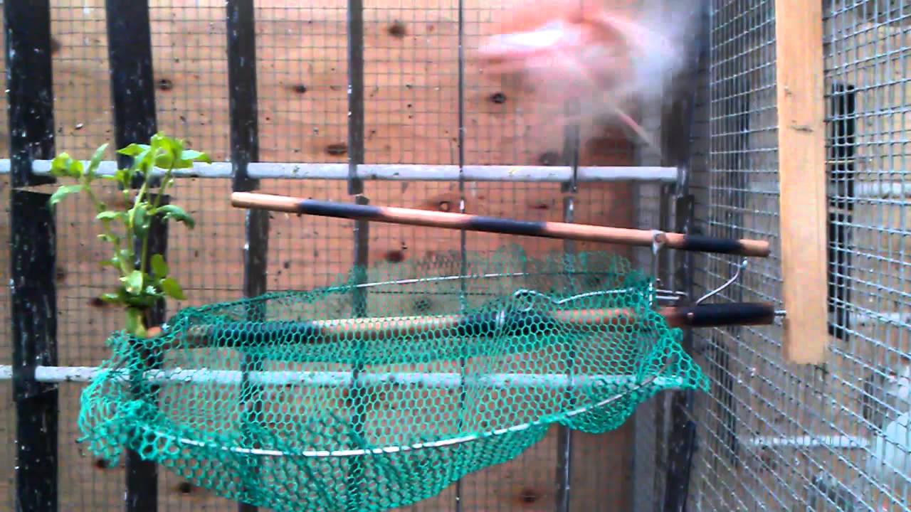 Bird Trap, Automatic, Vogelfalle, Vogelval, Kloben, Schlagnetz, Salzkammergut, Zywolapka, Pasc,