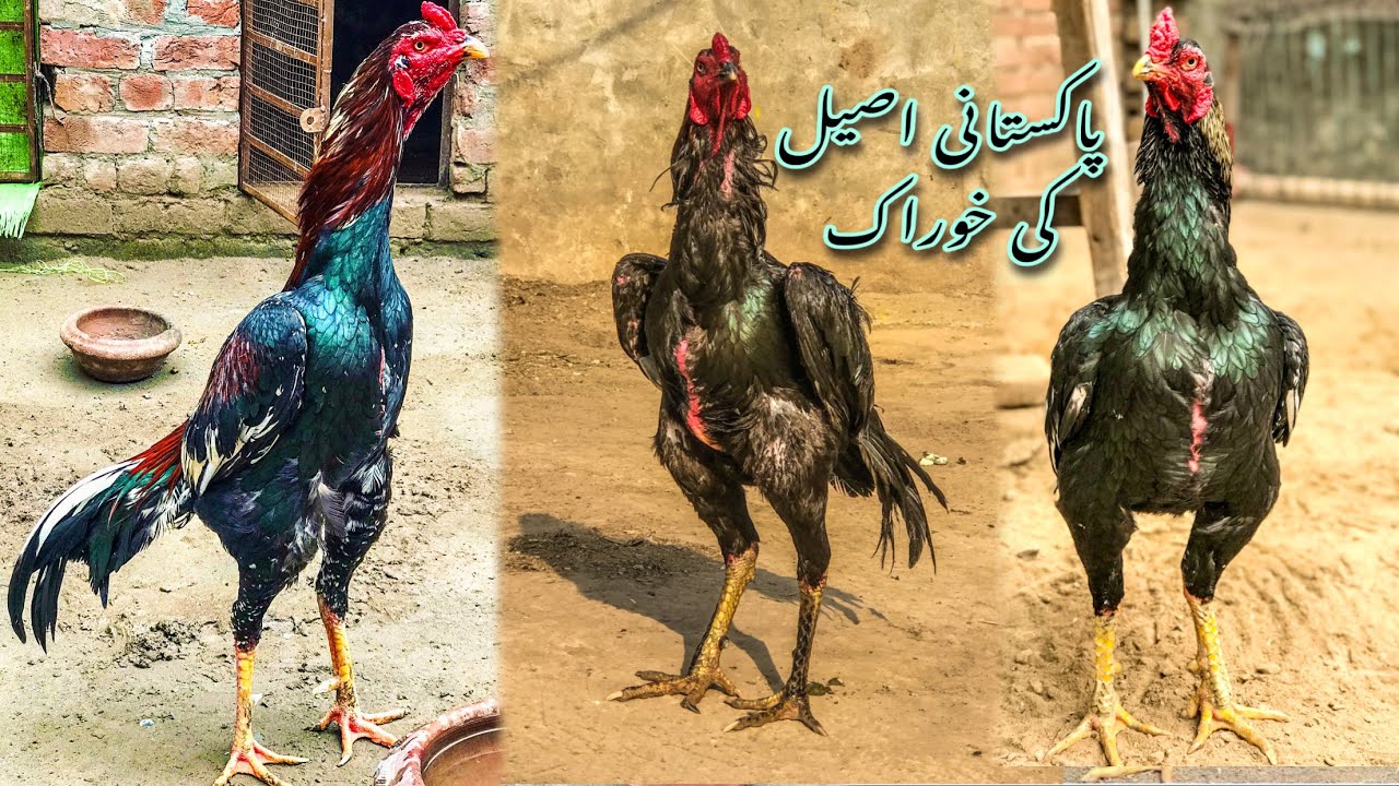 Basheer purbana aseel breed | aseel murgy ki khorak