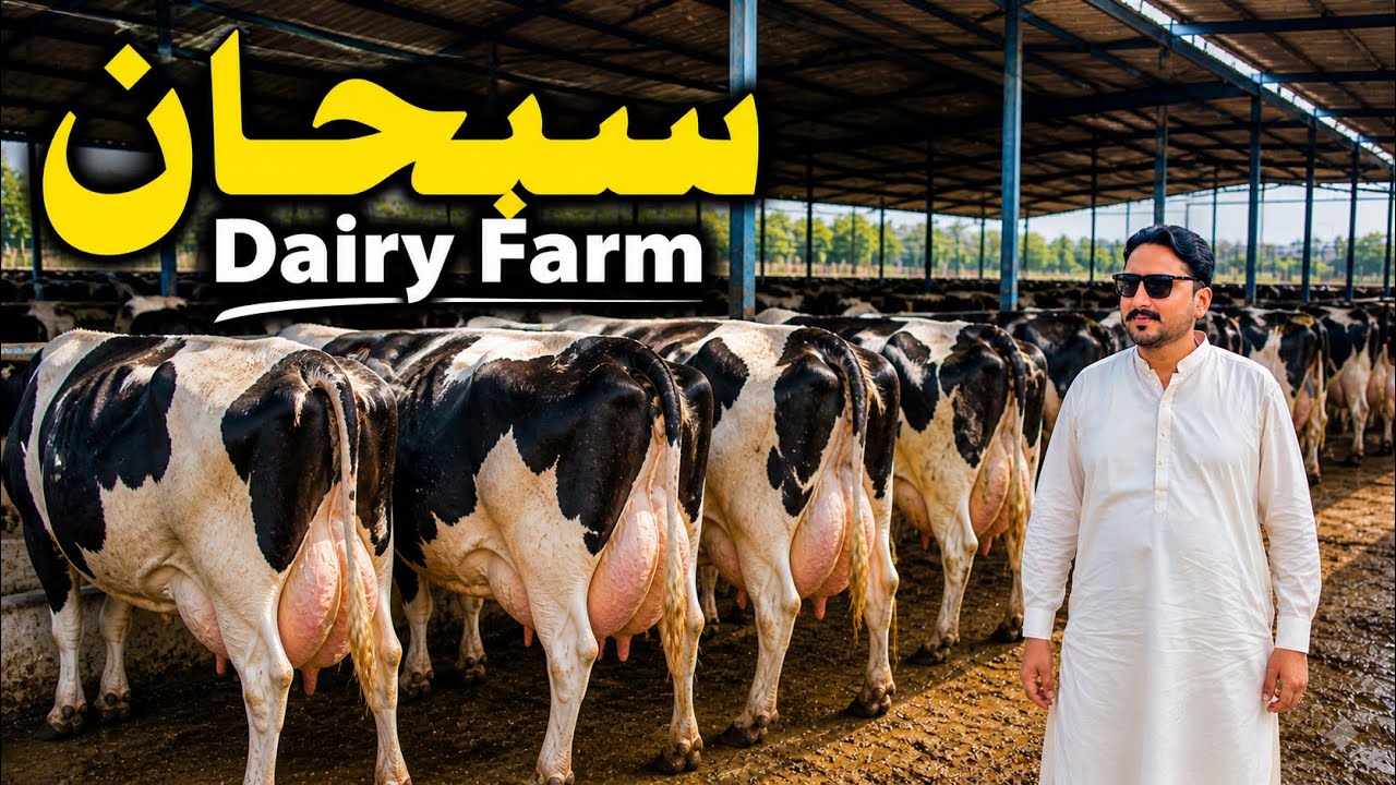 Subhan Dairy Farm | Cholistani Friesian Cow | Holstein Friesian Cow | Girlando Cow In Pakistan 