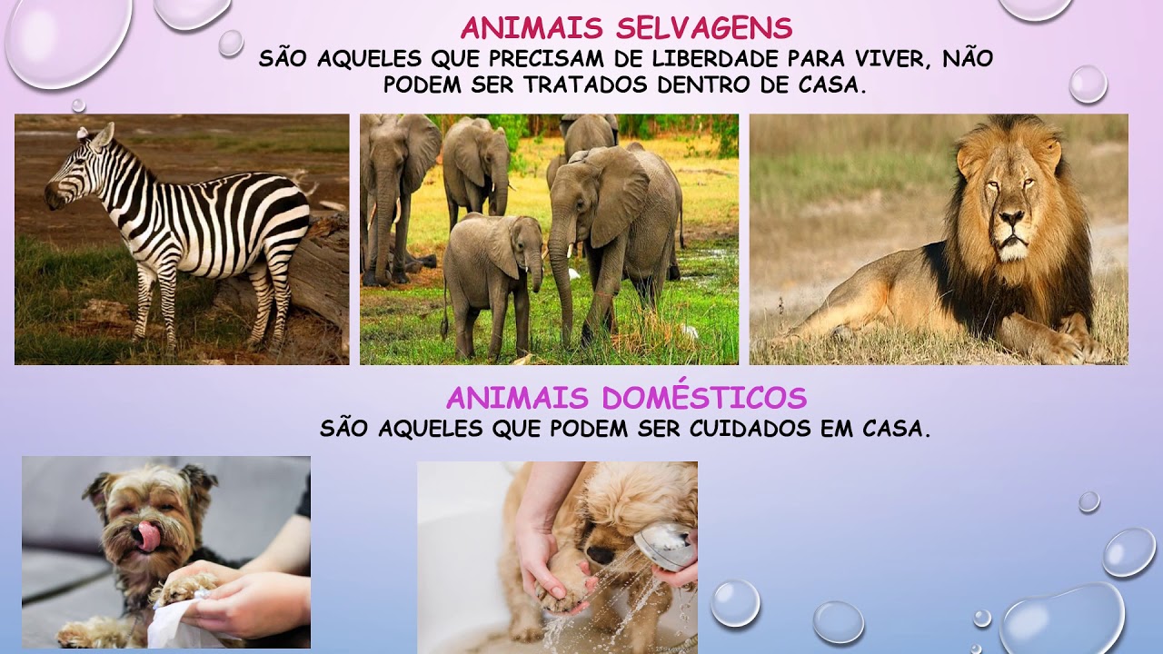 ESCOLA LIBANESA BRASILEIRA