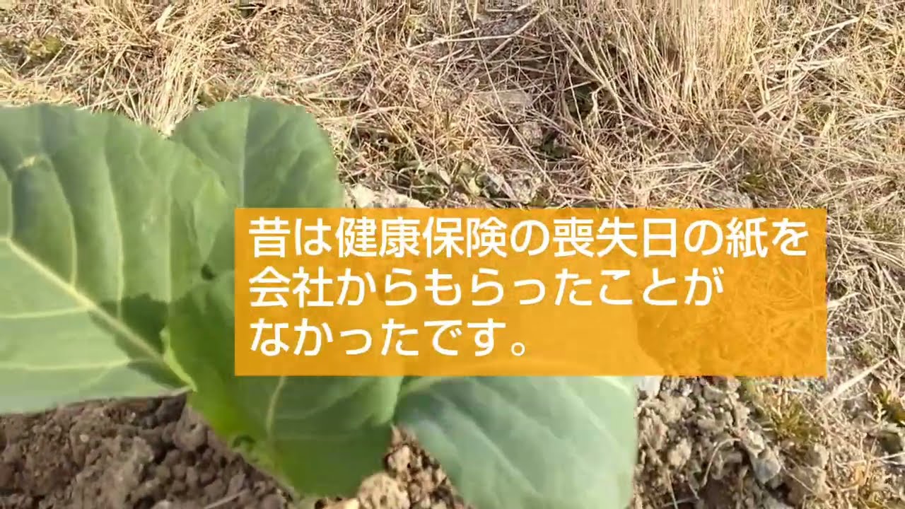 キャベツの苗植え、国民健康保険料払いの雑談