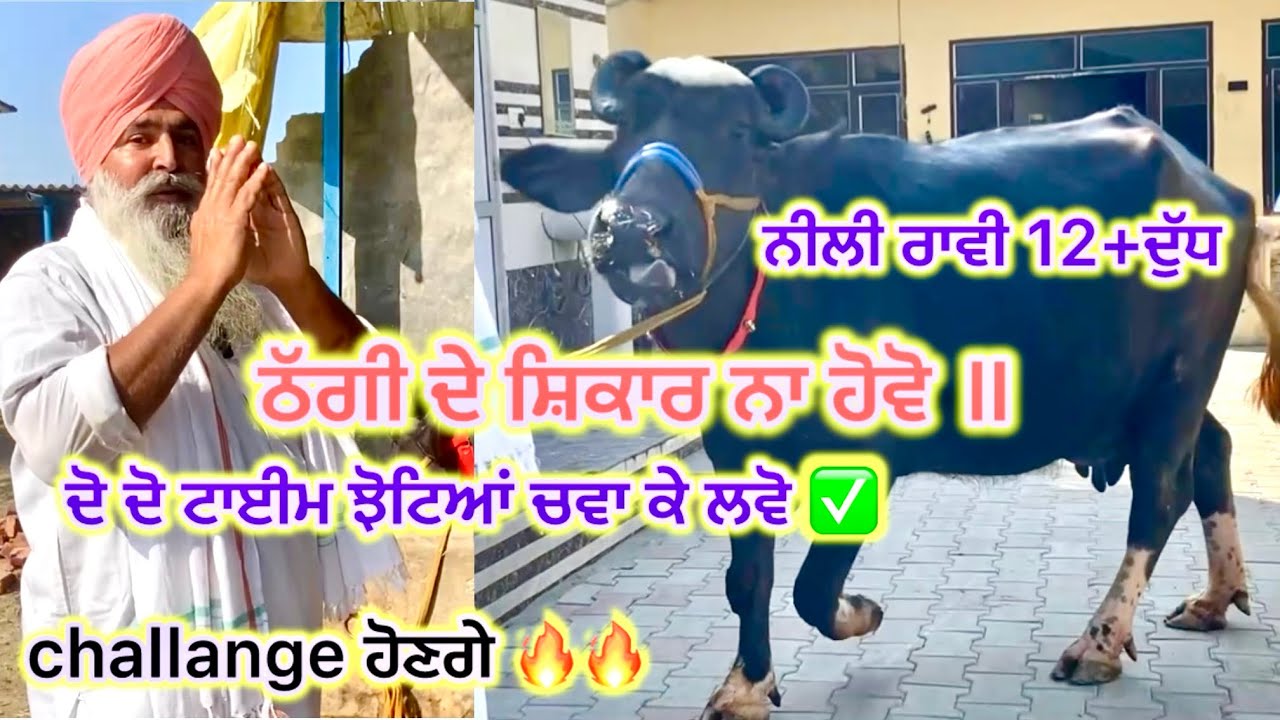 #date 5/03/26 ਭਾਊ ਅਨੋਖ ਫਾਰਮ ਤੇ 3 ਝੋਟੀਆਂ ਵਕਾਊ ਦੁੱਧ 12,12lt॥ਪਿੰਡ ਢੋਟੀਆਂ ਜਿਲ੍ਹਾ ਤਰਨ ਤਾਰਨ ॥#cow #murraha
