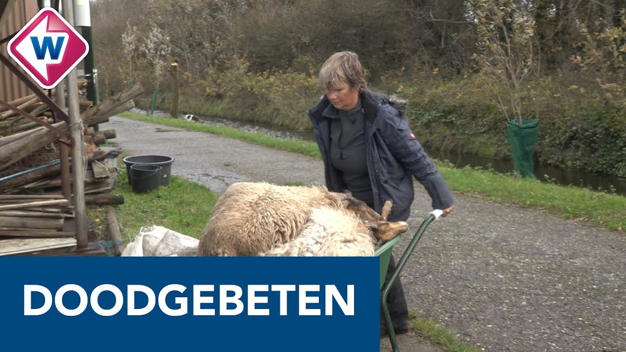Veertien schapen doodgebeten in Westland - OMROEP WEST